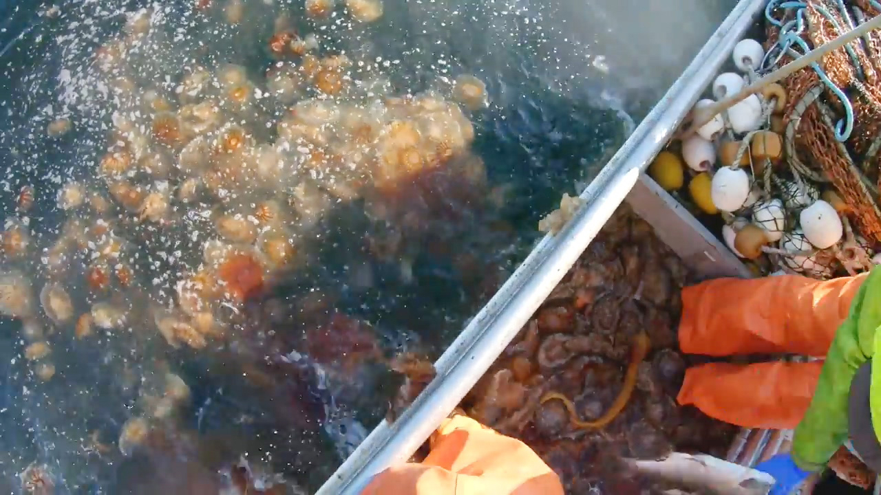 野生三文鱼捕捞记录,夹杂着大量的水母!